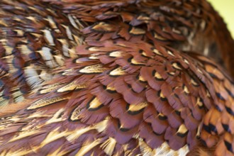 Common pheasant (Phasianus colchicus) adult male game bird close up of its feathers, England,
