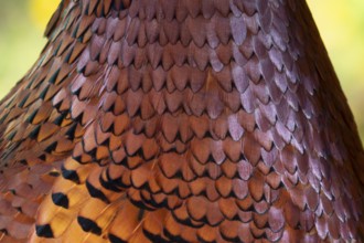 Common pheasant (Phasianus colchicus) adult male game bird close up of its neck feathers, England,