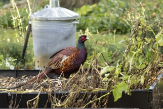 Common pheasant (Phasianus colchicus) adult male game bird on a garden raised bed in summer,
