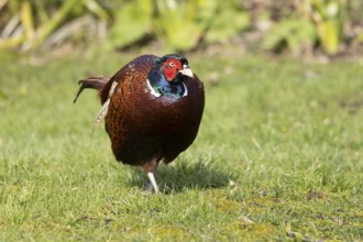 Common pheasant (Phasianus colchicus) adult male game bird on a garden grass lawn in spring,