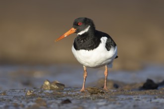 Eurasian oystercatcher (Haematopus ostralegus) adult wading bird on a coastline, Norfolk, England,