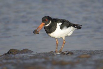 Eurasian oystercatcher (Haematopus ostralegus) adult wading bird carrying a mussel shell in its