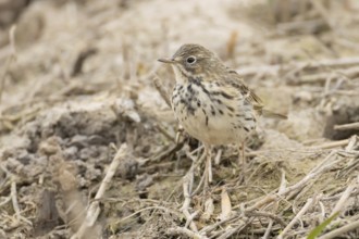 Meadow pipit (Anthus pratensis) adult bird on soil, England, United Kingdom