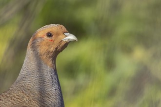 Grey or Gray or English partridge (Perdix perdix) adult game bird head portrait, England, United