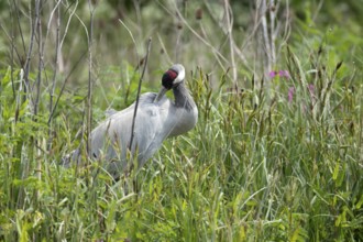 Common crane (Grus grus) adult bird preening in marshland in spring, England, United Kingdom