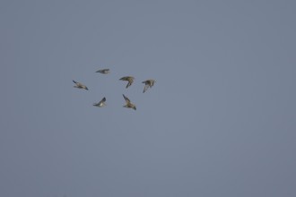 Golden plover (Pluvialis apricaria) six adult wading birds flying in a flock, England, United