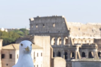 Yellow-legged gull (Larus michahellis) adult bird head portrait photo bombing with The Colosseum in