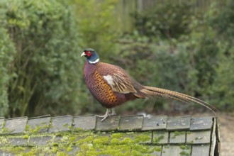 Common pheasant (Phasianus colchicus) adult male game bird on a garden shed roof, England, United