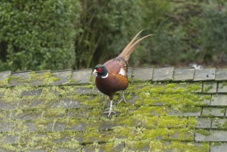 Common pheasant (Phasianus colchicus) adult male game bird walking on a garden shed roof, England,