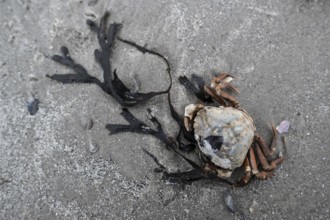 Edible crab (Cancer pagurus) on the North Sea beach, Langeoog, Lower Saxony, Germany