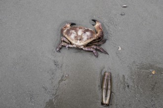 Edible crab (Cancer pagurus) and sword-shaped razor clam (Ensis ensis) on the North Sea beach,