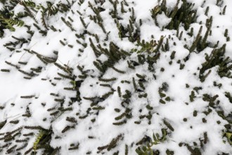 Crowberries (Empetrum nigrum) in the snow, Langeoog, Lower Saxony, Germany