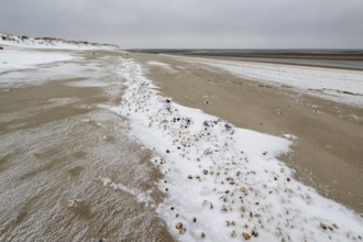 North Sea beach with cockles (Cerastoderma edule) in the snow, Langeoog, Lower Saxony, Germany