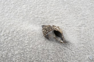 Shell of the whelk (Buccinum undatum) on a snowy North Sea beach, Langeoog, Lower Saxony, Germany