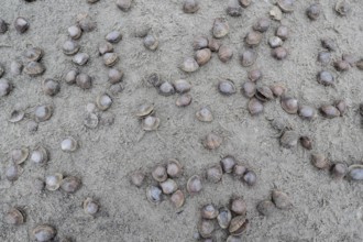 Large pepper mussels (Scrobicularia plana) on the beach, Langeoog, Lower Saxony, Germany