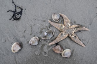 Large pepper mussels (Scrobicularia plana) and Common Starfish (Asteria rubens) on the beach,