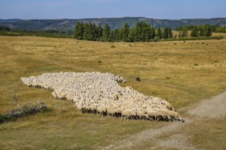 Schleiden, North Rhine-Westphalia, Germany — Eifel National Park. Herds of sheep on the Dreiborn