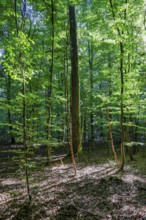 Eifel National Park, Laubwald, Schleiden, North Rhine-Westphalia, Germany