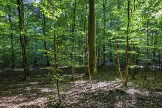 Eifel National Park, Laubwald, Schleiden, North Rhine-Westphalia, Germany