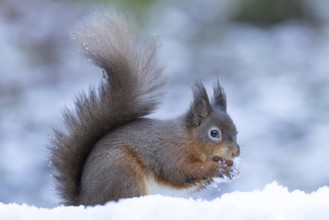 Red squirrel (Sciurus vulgaris) adult animal eating a nut in snow in winter, Yorkshire, England,