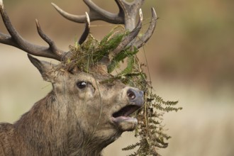 Red deer (Cervus elaphus) adult male stag animal roaring during the annual rut season in autumn,