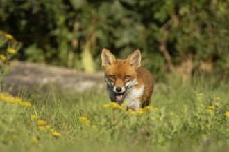 Red fox (Vulpes vulpes) adult animal amongst wildflowers in countryside grassland in summer,