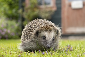 European hedgehog (Erinaceus europaeus) adult animal on a garden grass lawn in summer, England,