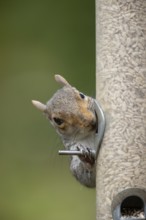Grey squirrel (Sciurus carolinensis) adult animal eating sunflower seed hearts from a garden bird