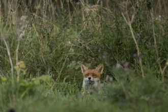 Red fox (Vulpes vulpes) adult animal in countryside grassland in summer, England, United Kingdom