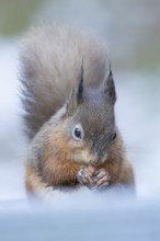 Red squirrel (Sciurus vulgaris) adult animal eating a nut in snow in winter, Yorkshire, England,
