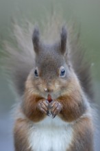 Red squirrel (Sciurus vulgaris) adult animal eating a nut in winter, Yorkshire, England, United