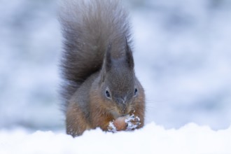 Red squirrel (Sciurus vulgaris) adult animal eating a hazel nut in snow in winter, Yorkshire,