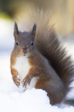 Red squirrel (Sciurus vulgaris) adult animal in snow in winter, Yorkshire, England, United Kingdom
