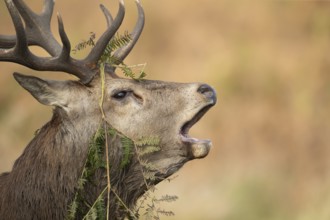 Red deer (Cervus elaphus) adult male stag animal roaring during the rutting season in autumn,