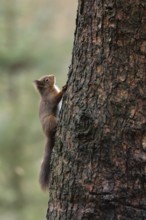 Red squirrel (Sciurus vulgaris) adult animal on a tree trunk in a woodland in winter, Yorkshire,