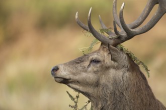 Red deer (Cervus elaphus) adult male stag animal with bracken on its antlers during the rutting