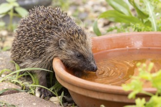European hedgehog (Erinaceus europaeus) adult animal drinking water from a ground level plant pot
