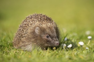 European hedgehog (Erinaceus europaeus) adult animal on a garden grass lawn with daisy flowers in