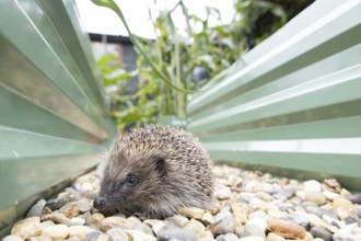 European hedgehog (Erinaceus europaeus) adult animal on a garden shingle path between two raised