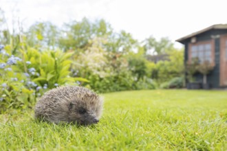 European hedgehog (Erinaceus europaeus) adult animal on a garden grass lawn in spring, England,
