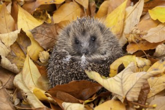 European hedgehog (Erinaceus europaeus) adult animal curled in a ball for hibernation on fallen