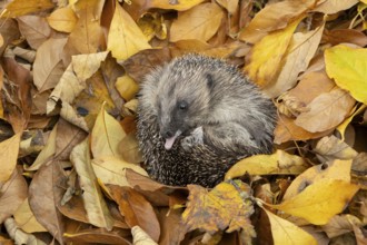 European hedgehog (Erinaceus europaeus) adult animal self-anointing or salivating curled in a ball