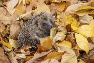 European hedgehog (Erinaceus europaeus) adult animal on fallen autumn colour leaves, England,