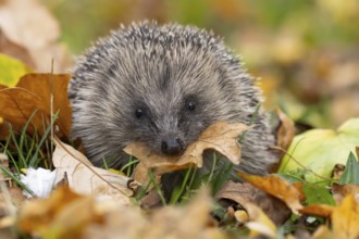 European hedgehog (Erinaceus europaeus) adult animal in a garden carrying a leaf in its mouth for