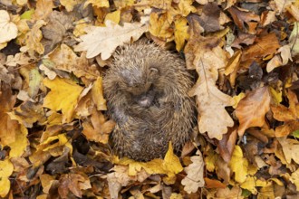 European hedgehog (Erinaceus europaeus) adult animal during hibernation sleeping on a pile of