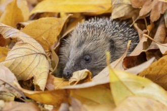European hedgehog (Erinaceus europaeus) adult animal during hibernation emerging from a pile of