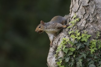 Grey squirrel (Sciurus carolinensis) adult animal on a tree trunk, England, United Kingdom