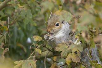 Grey squirrel (Sciurus carolinensis) adult animal feeding on Field maple tree seeds on a branch in