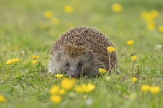 European hedgehog (Erinaceus europaeus) adult animal on a countryside grass meadow with Buttercup
