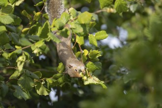 Grey squirrel (Sciurus carolinensis) adult animal feeding on hazel nuts in a tree in autumn,